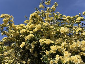 A lush display of vibrant yellow flowers fills the foreground, with clusters of blooming petals set against a bright blue sky. 