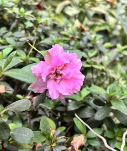 Close-up of a vibrant pink flower with layered petals, surrounded by lush green leaves. 