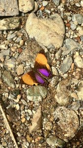 Butterfly resting on small stones, with its patterned wings contrasting with the rough texture of the rocks.