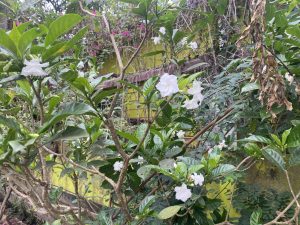Dense green foliage with white flowers grows against a yellow wall. The scene evokes a feeling of lushness and natural beauty.