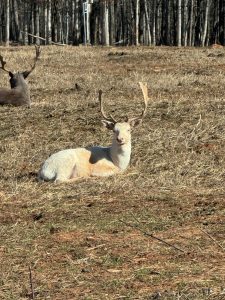 A light-colored deer with antlers rests in dry grass facing the camera, with another deer near trees in the background.
