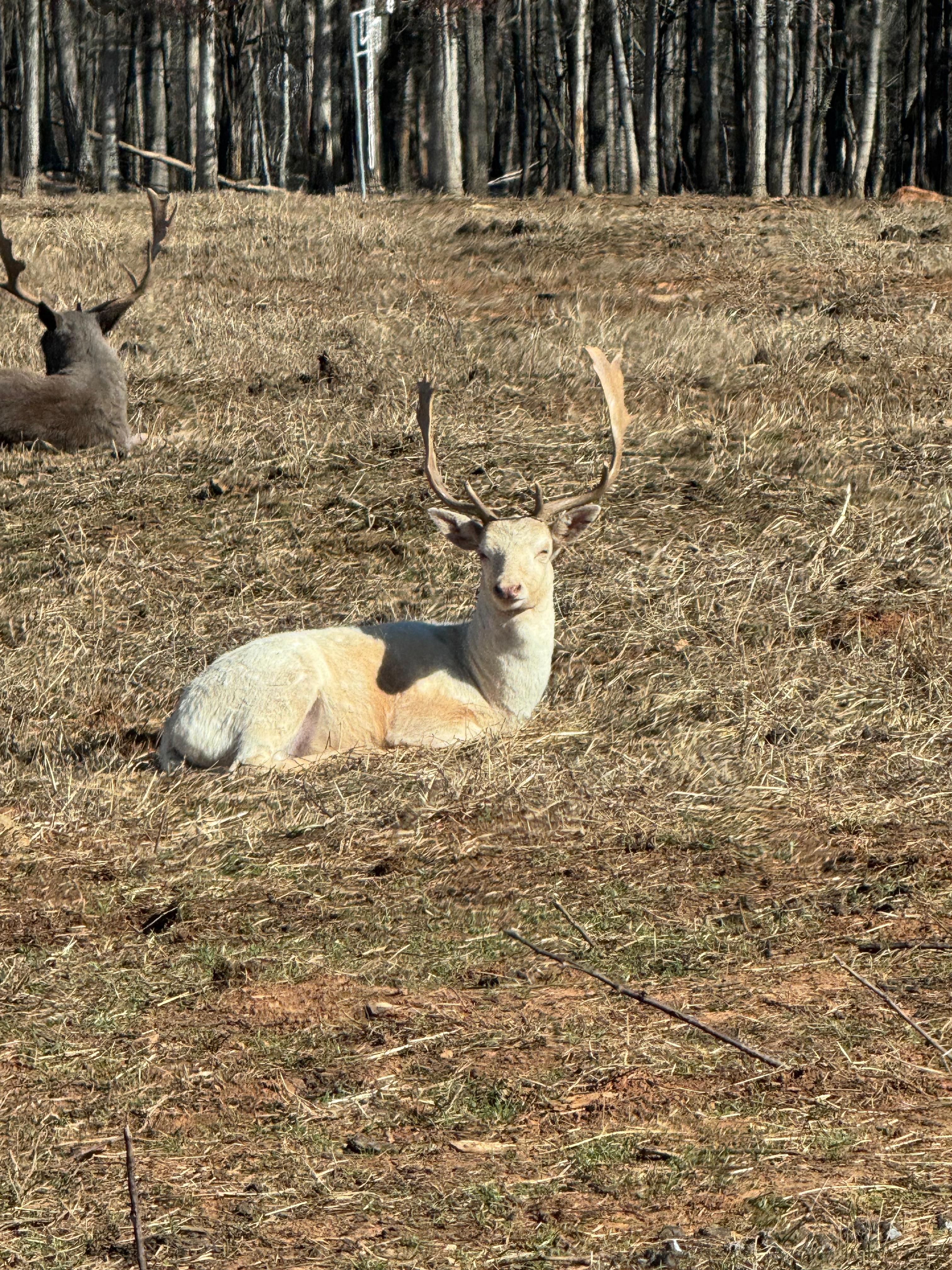 A light-colored deer with antlers rests in dry grass facing the camera, with another deer near trees in the background.