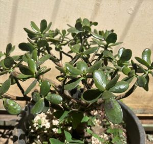 Jade Tree is a succulent plant with thick, bright green leaves.