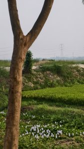 A tree trunk is prominently featured in the foreground, showing its textured brown bark. In the background, lush green fields stretch across the landscape, with rice plants visible. A patch of white flowers sits at the base of the tree, contrasting with the greenery. Electrical power lines can be seen in the distance, set against a hazy sky. The overall scene evokes a calm and natural setting.