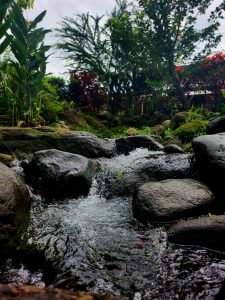 A small flowing stream running between smooth dark rocks, surrounded by lush green plants and colorful flowers, creating a peaceful and refreshing natural garden atmosphere