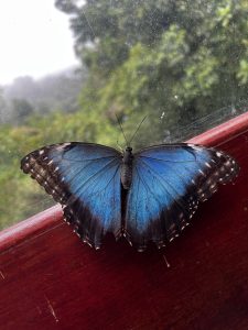 
A vibrant blue butterfly with black edges rests on a wooden ledge in front of a window, with blurred green foliage visible outside in soft focus.