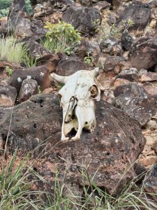 A weathered cow skull rests on a large, textured brown rock amidst a rocky terrain with scattered smaller rocks, patches of green grass, and sparse vegetation.