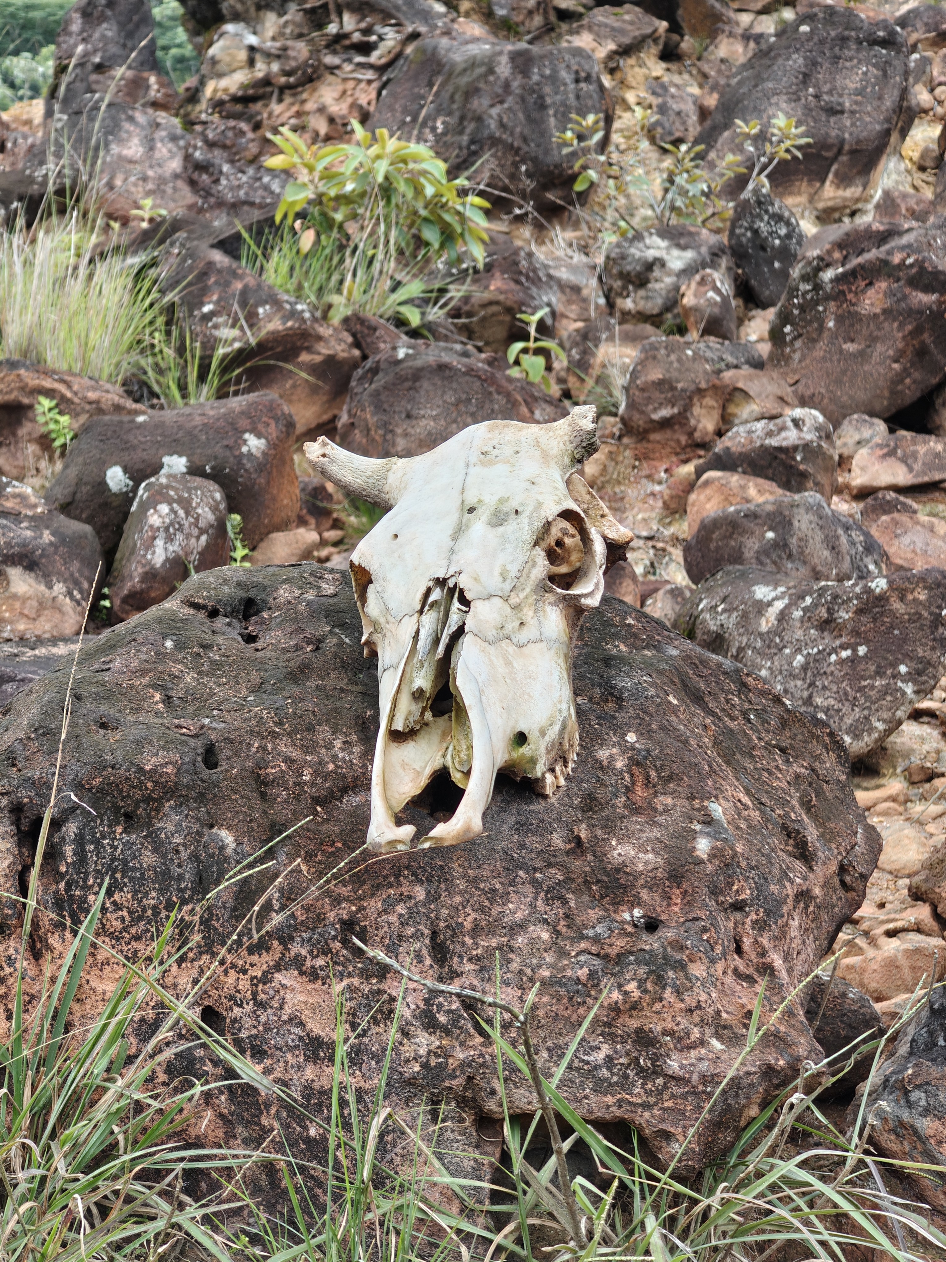 A weathered cow skull rests on a large, textured brown rock amidst a rocky terrain with scattered smaller rocks, patches of green grass, and sparse vegetation.