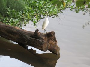 A white egret stands on a dark log that extends over water. Green aquatic plants and broad-leafed trees are in the background.