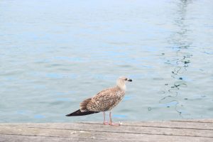 A young brown and white speckled seagull standing in profile on a wooden dock beside calm, light blue water.