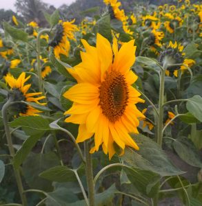 A close-up of a vibrant sunflower in full bloom, showcasing its bright yellow petals surrounding a dark brown center.