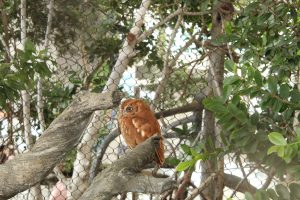 A small, brown owl with distinctive feather patterns sits on a branch. The background features a mesh fence and green foliage, creating a natural setting. The owl appears alert, with its head slightly turned, and the scene captures elements of a zoo or aviary environment.