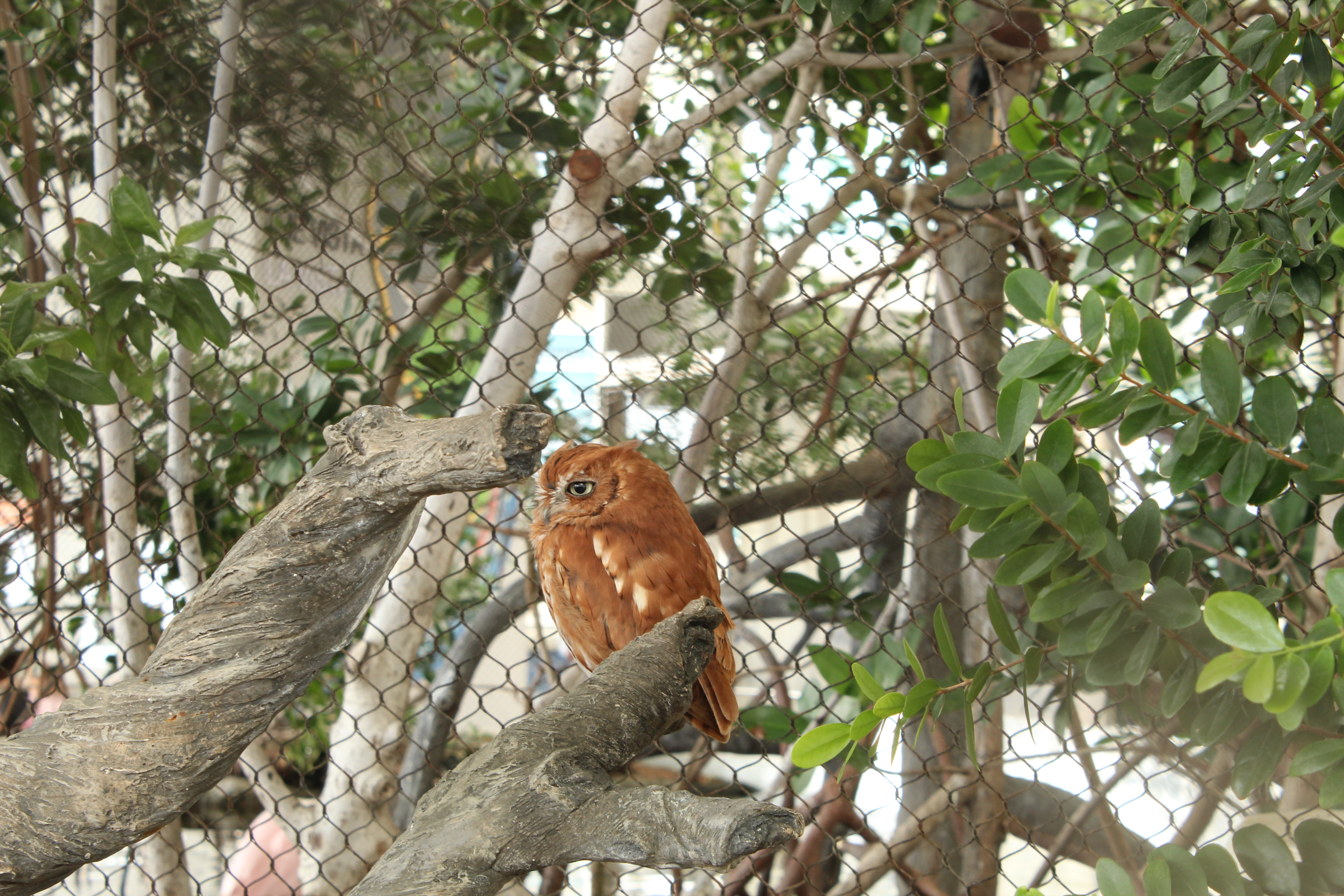 A small, brown owl with distinctive feather patterns sits on a branch. The background features a mesh fence and green foliage, creating a natural setting. The owl appears alert, with its head slightly turned, and the scene captures elements of a zoo or aviary environment.