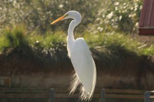 A white long-necked bird standing gracefully with its beak pointed forward at Zoo Miami.