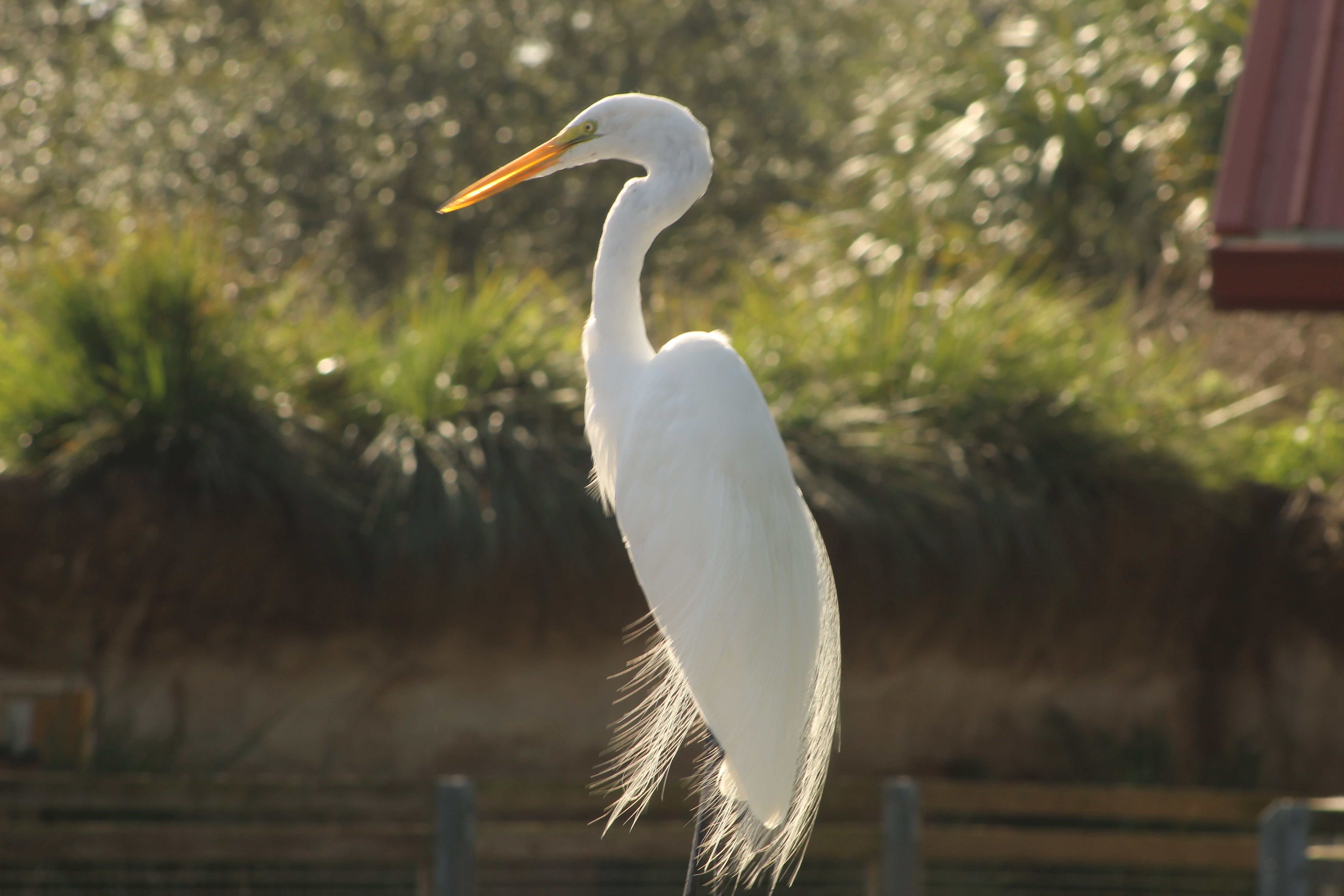 A white long-necked bird standing gracefully with its beak pointed forward at Zoo Miami.