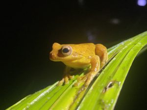 A small bright orange frog sits on a green leaf, its shiny skin and big eyes standing out against a dark background.