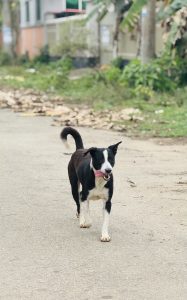 A black and white dog walking down a quiet street with its tongue out, in a peaceful rural setting with greenery and houses.