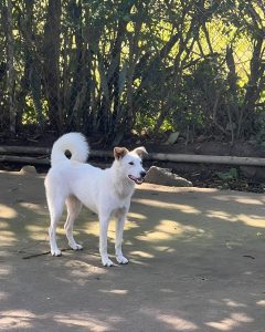 White dog standing in outdoor area
