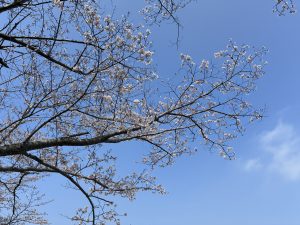 A close-up view of cherry blossom branches displaying delicate pink flowers against a clear blue sky, with some wispy clouds in the background.
