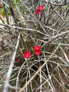 The image shows a shrub known as "Chinese hat," with thin, grayish intertwined branches decorated with small red flowers with yellow centers that stand out against the dry background.