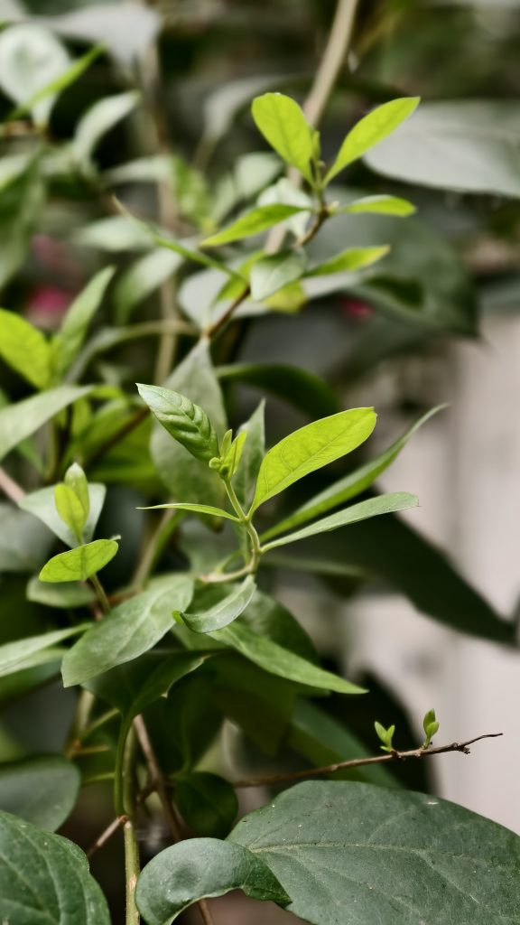 A close up shot of bright green pointed leaves on a thin branch with a soft blurred background of foliage.
