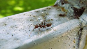 A close-up shot shows a reddish-brown ant standing on a light-colored, textured metallic surface.
