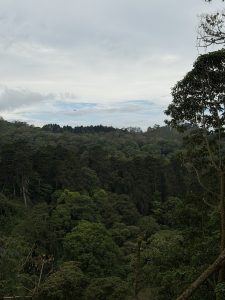 A lush, green forest landscape stretches into the distance under a cloudy sky. The dense canopy is composed of various shades of green foliage, with taller trees visible in the background. Some cloudy patches can be seen overhead, and a hint of blue sky peeks through the clouds, indicating a serene, natural setting.