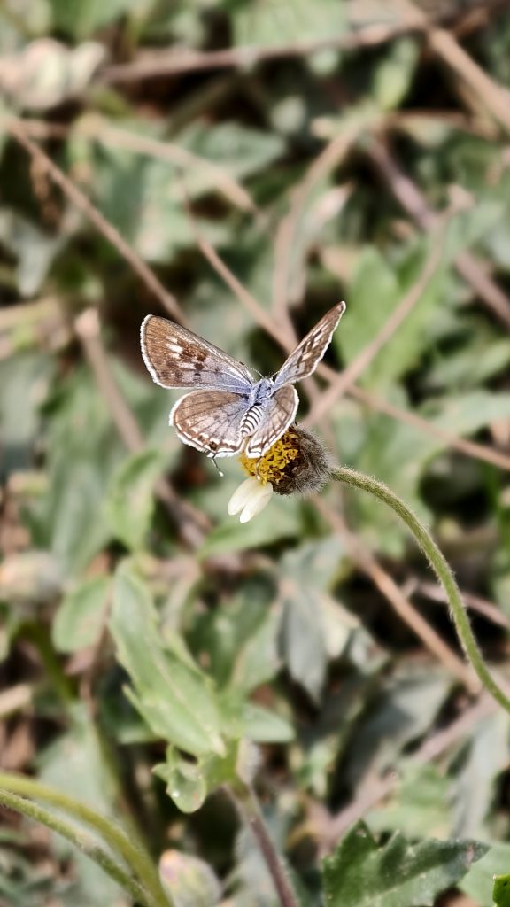 A small brown butterfly with spread wings sits on a small wild daisy flower against a blurred green background.
