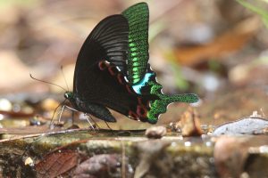 A close-up shot of a Papilio paris sitting on a wet stone.