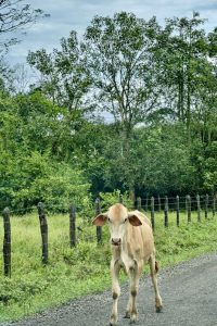 A light brown calf walks along a gravel road beside a wooden fence, surrounded by lush green foliage and trees under an overcast sky.