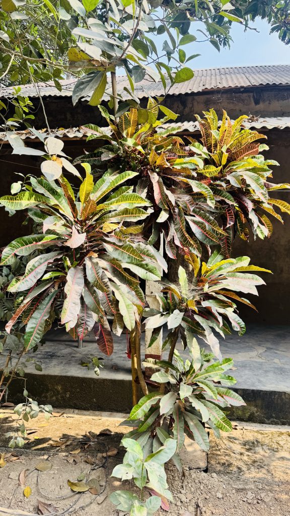 A bushy croton plant with green, yellow, and red leaves grows in sandy soil, in front of a building with a metal roof.