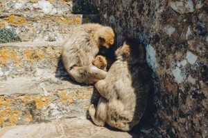 A family of three monkeys sits on weathered stone steps.
