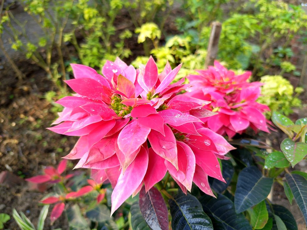 A close-up of bright pink poinsettia-like flowers with pointed petals, covered in small water droplets, surrounded by green leaves in a garden setting.