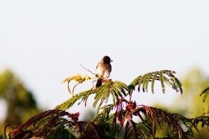 A small bird with grayish-brown feathers perched on a leafy branch, its beak slightly open, surrounded by bright green leaves against a soft, blurred natural background.
