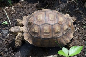 Sulcata tortoise resting on the ground, showing textured shell and natural posture.