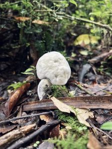White mushroom growing among dry leaves and green tones in a Costa Rican forest. The mushroom stands out clearly against the earthy background, creating a strong contrast with its natural surroundings.
