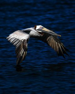 A pelican flying just over the surface of the water. One wing is touching the water.  The camera is only a few meters away, so the head and feathers are quite crisp and clear.