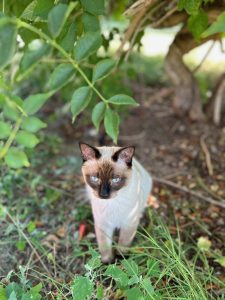 A Siamese cat with striking blue eyes sits among greenery, partially shaded by leaves.