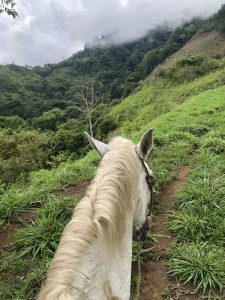 Rear view of a white horse looking over a lush green hillside with misty mountains and cloudy sky.