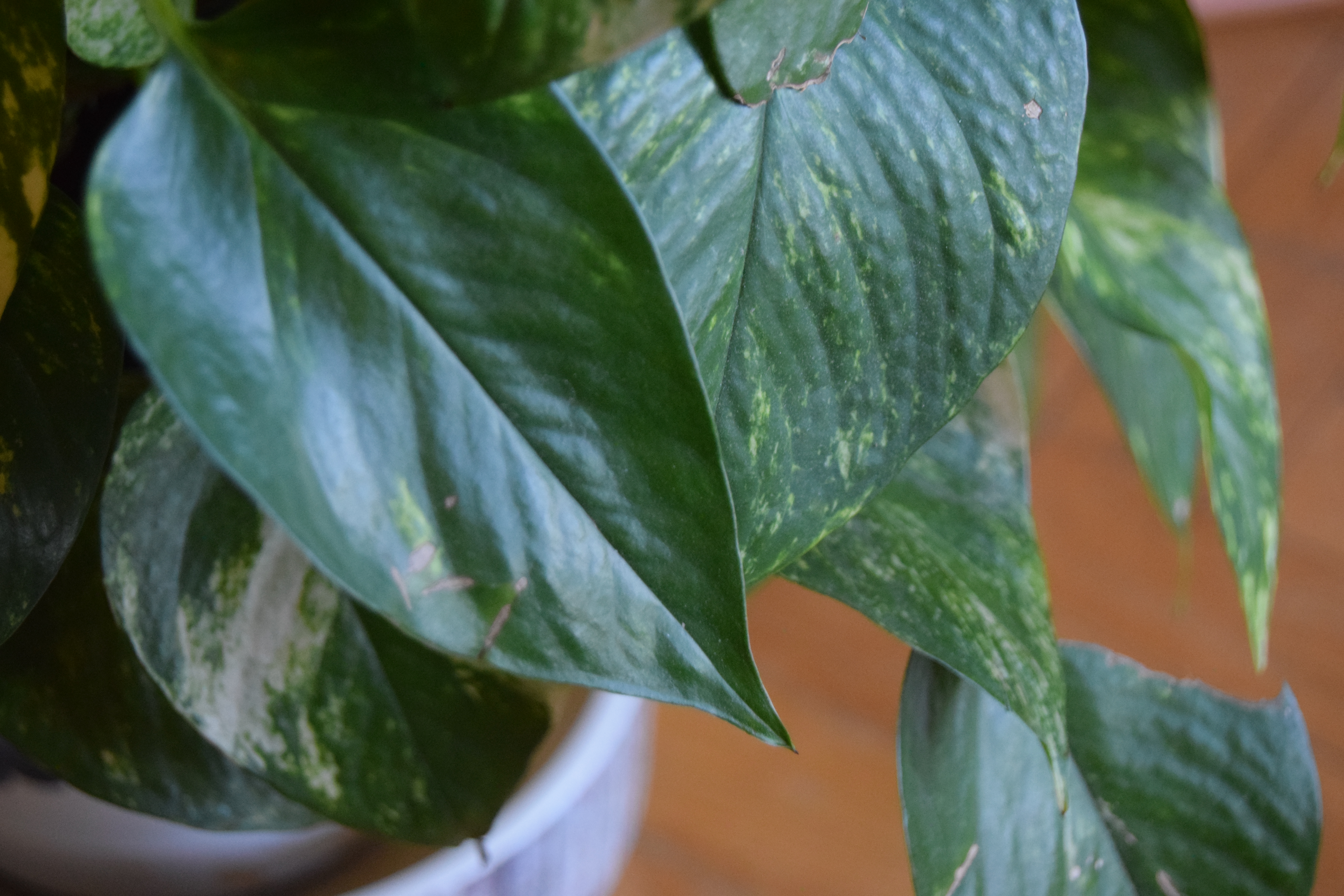 A close-up of large, glossy green Pothos leaves with subtle yellow variegation against a blurred background.