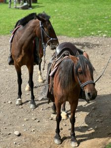 
A brown horse stands in a dirt area with a grass background, wearing a saddle and bridle.