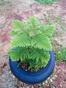 A young Pine tree with bright green, feathery branches is planted inside a black rubber tire. The tire is placed on ground consisting of red soil, dry grass, and patches of green weeds.
