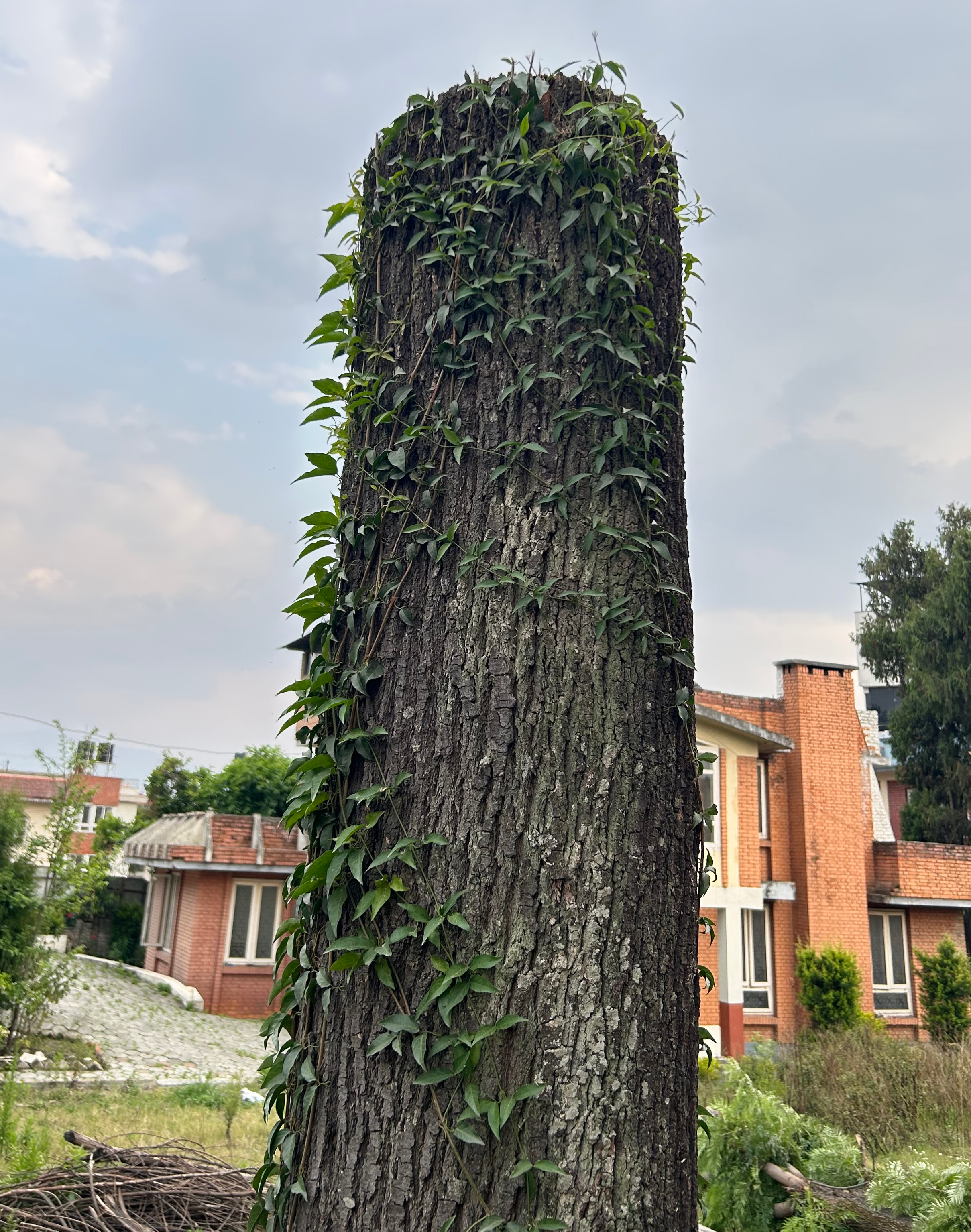 A tall, mostly bare tree stump with rough dark brown bark, covered in climbing green ivy.