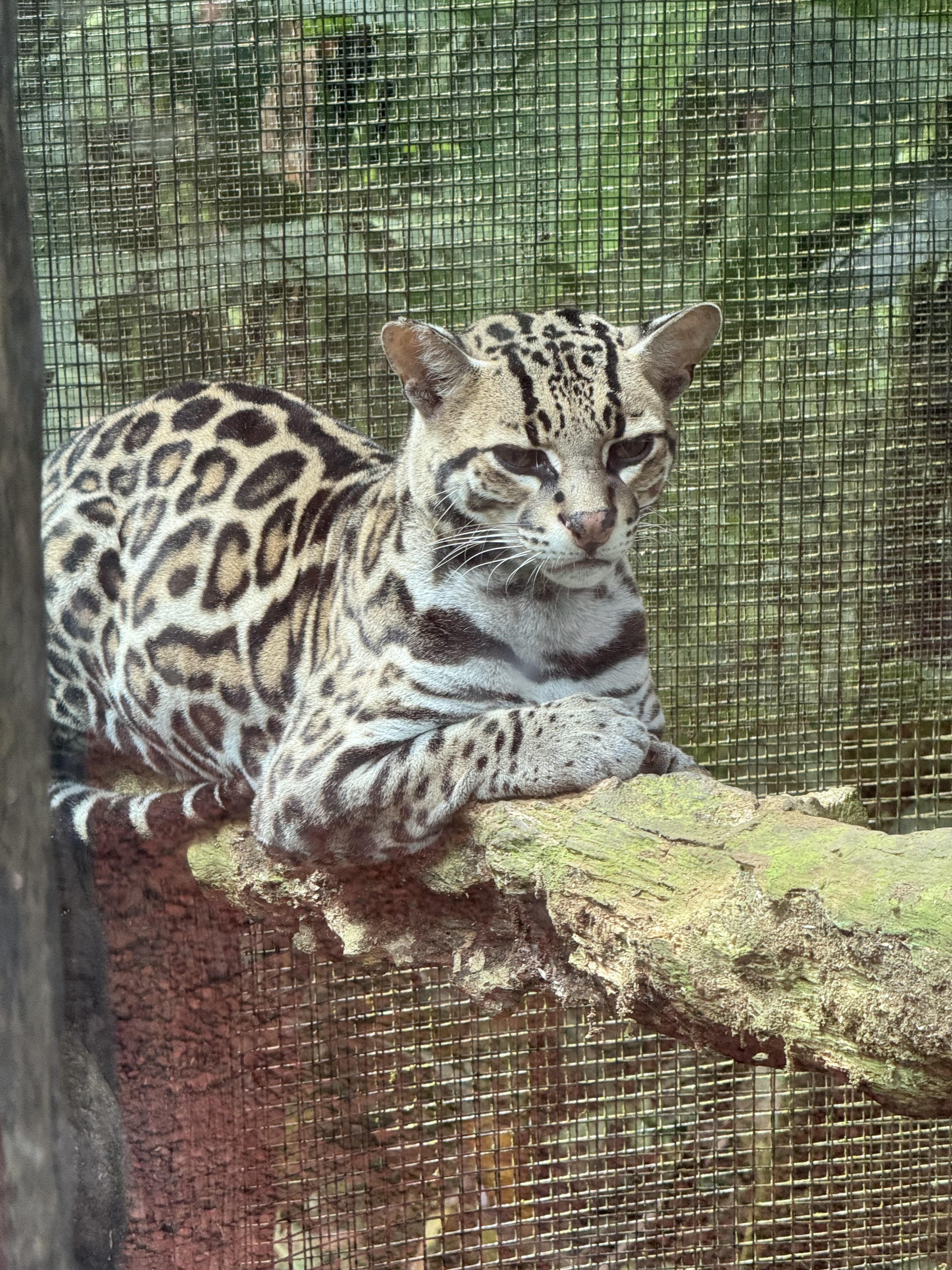 Elegant ocelot among the greenery.
