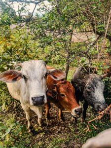 
Three cows, one grey and two brown, are standing closely together in a lush green setting.