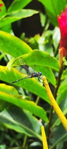 A dragonfly perched on a bright yellow stem, standing out against vivid green leaves in a tropical setting.