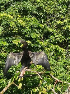 A black bird with distinctive outstretched wings is perched on a branch, surrounded by lush green foliage. The bird's body is sleek, and its feathers are elongated and glossy, showcasing a mix of dark and iridescent hues. The sunlight reflects off its wings, highlighting the intricate patterns and textures.