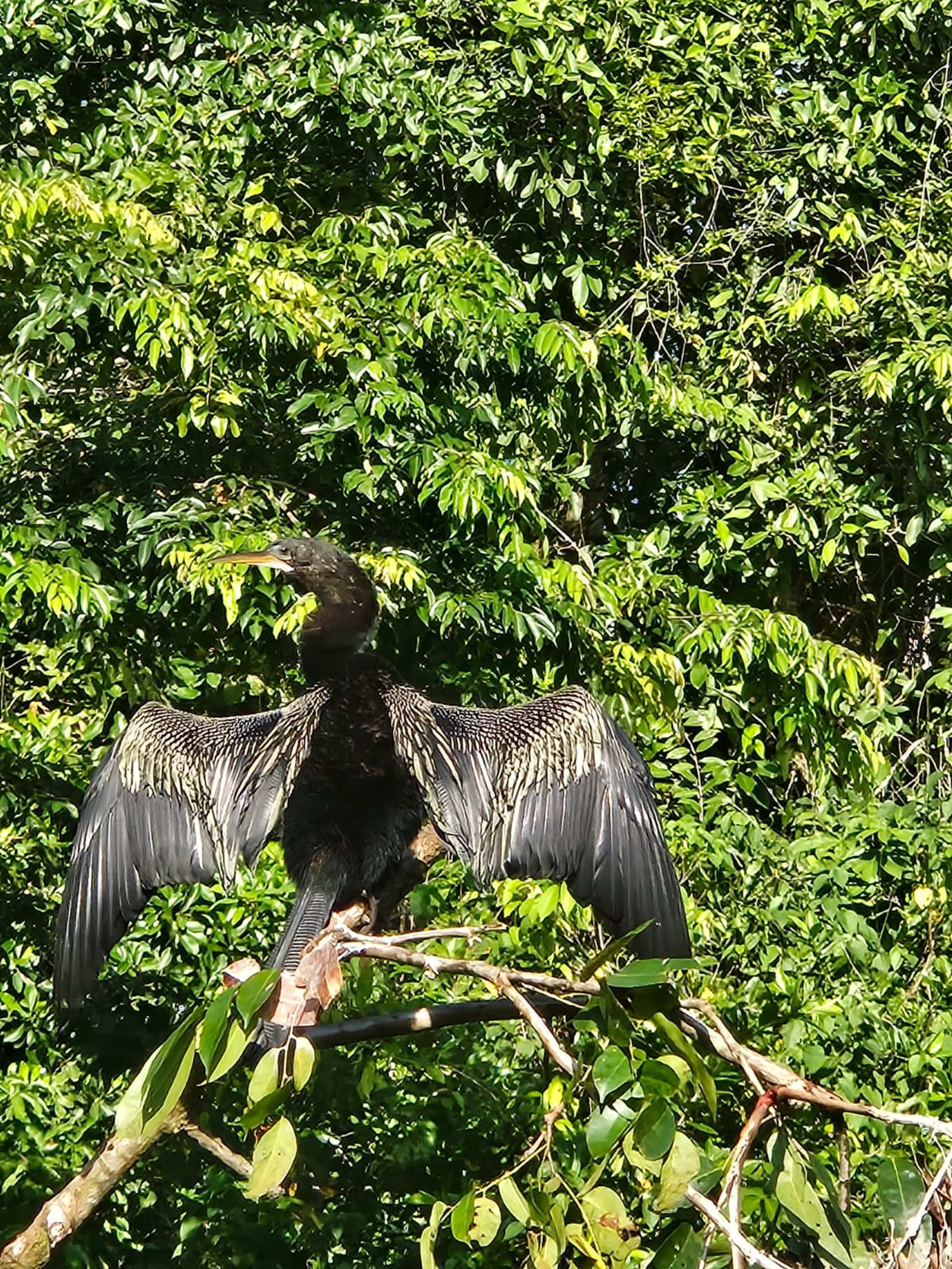 A black bird with distinctive outstretched wings is perched on a branch, surrounded by lush green foliage. The bird's body is sleek, and its feathers are elongated and glossy, showcasing a mix of dark and iridescent hues. The sunlight reflects off its wings, highlighting the intricate patterns and textures.