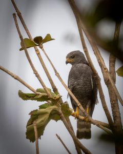 A Falcon bird is perched on a branch among bare twigs and green leaves. The bird has gray feathers with a distinct striped pattern on its chest, bright yellow feet, and a sharp beak. Its head is slightly turned, displaying a focused expression against a soft, neutral background.