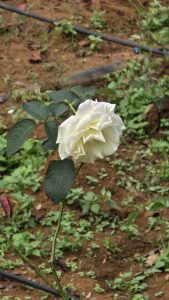 A single white rose with layered petals stands upright on a long green stem
